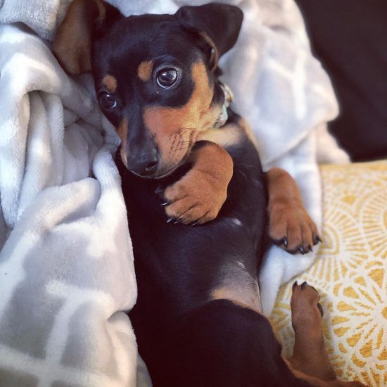 Ellie2 Ellie2